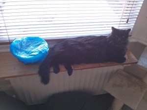 Rye and Cat