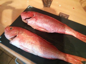 Red Snapper