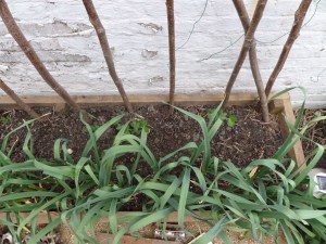 SAMSUNG CAMERA PICTURES