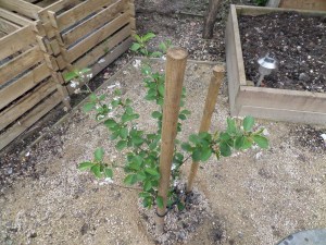 SAMSUNG CAMERA PICTURES