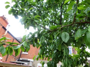 SAMSUNG CAMERA PICTURES