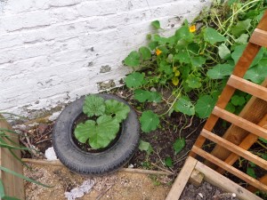 SAMSUNG CAMERA PICTURES