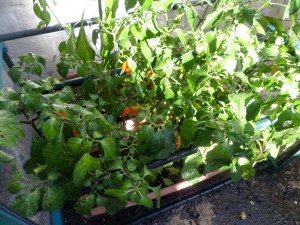 SAMSUNG CAMERA PICTURES