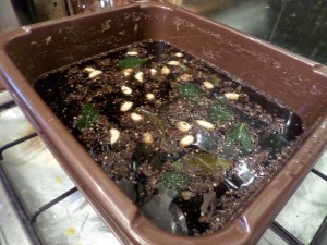 SAMSUNG CAMERA PICTURES