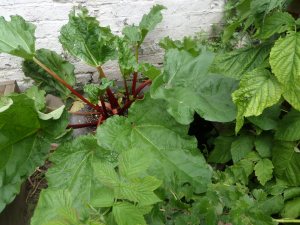 SAMSUNG CAMERA PICTURES