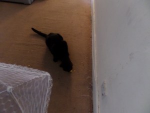 SAMSUNG CAMERA PICTURES