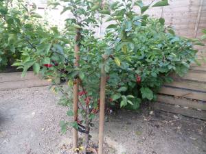 SAMSUNG CAMERA PICTURES